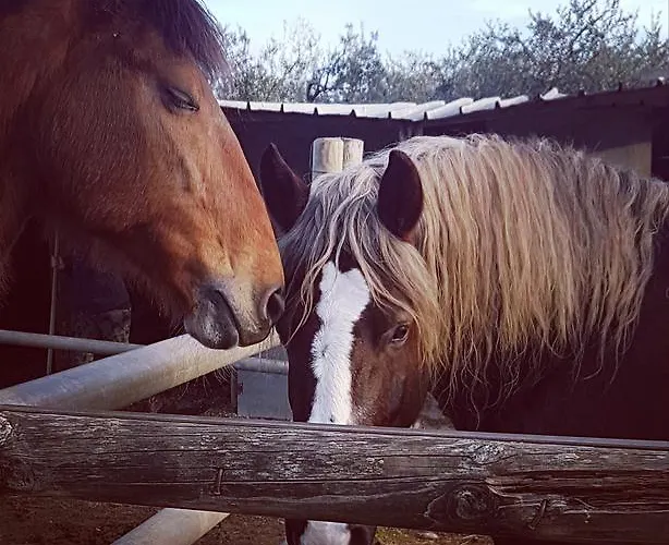 Barbadoro Farmház San Vincenzo